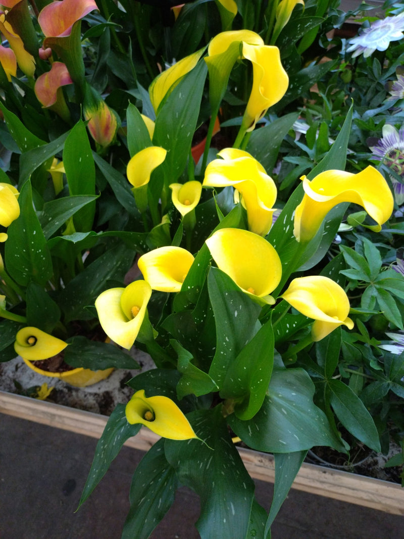 Calla — Bild 1
