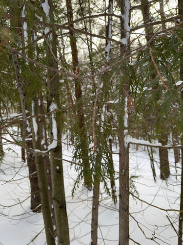 Thuja — Bild 2