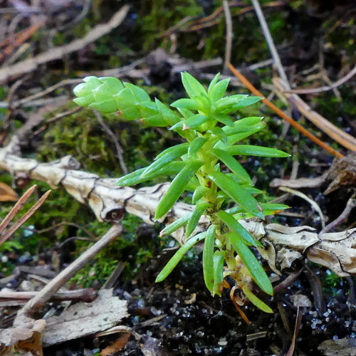 Thuja — Bild 3