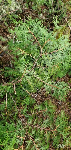Thuja — Bild 4