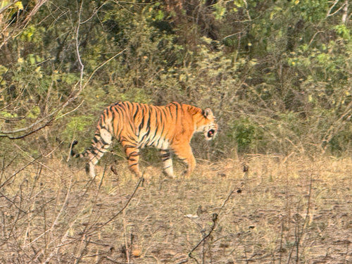 tijger — Bild 4