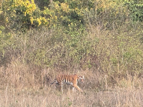 tijger — Bild 3