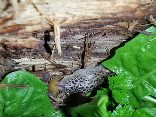 Tijgerslak Limax Maximus — Bild 3
