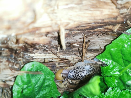 Tijgerslak Limax Maximus — Bild 2