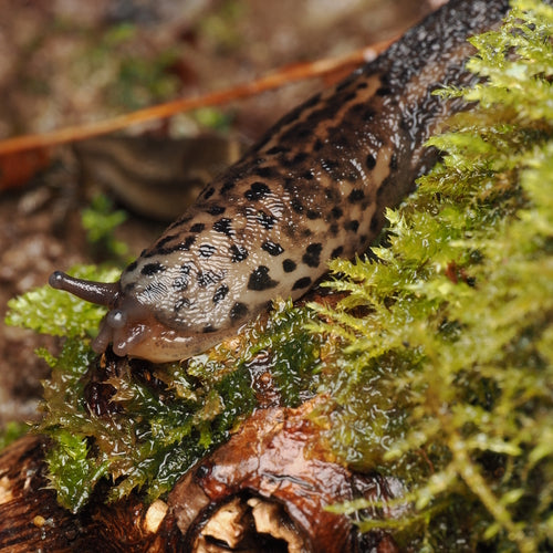 Tijgerslak Limax Maximus — Bild 1