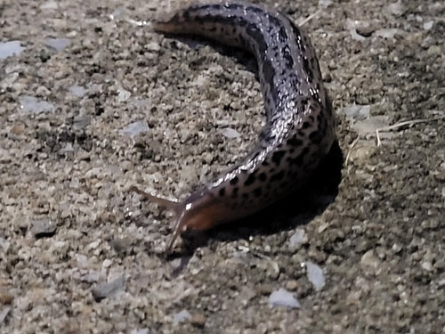 Tijgerslak Limax Maximus — Bild 5