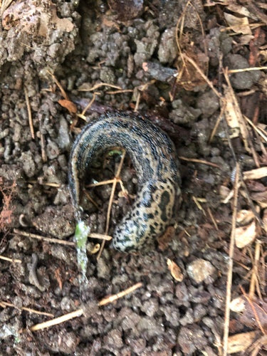 Tijgerslak Limax Maximus — Bild 4
