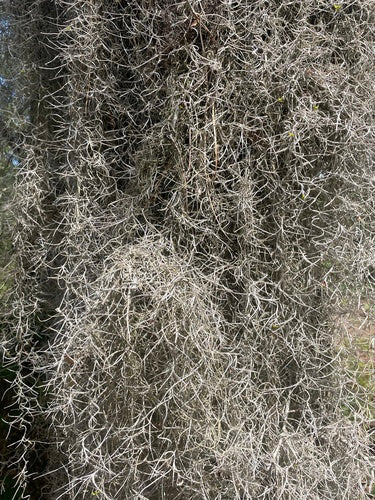 Tillandsia — Bild 4