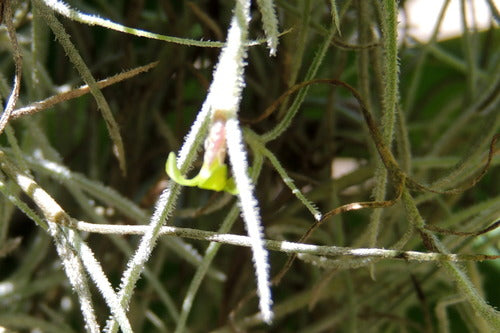 Tillandsia — foto 2 van 9