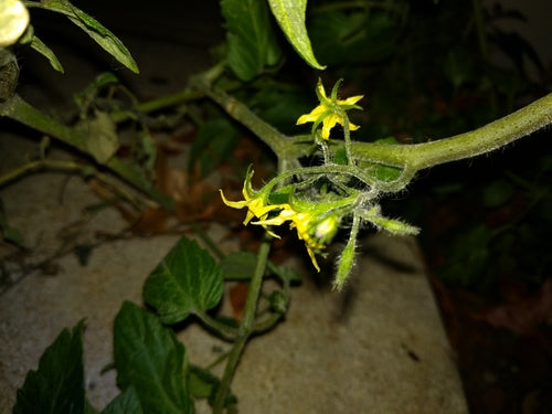Tomaten — Bild 3