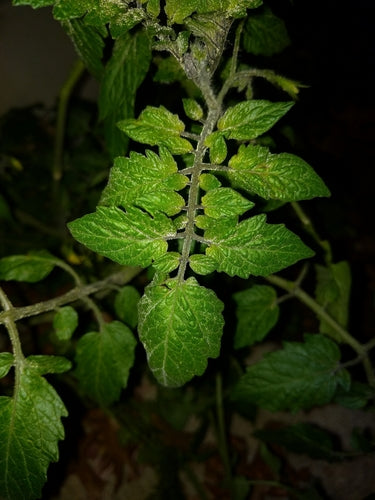 Tomaten — Bild 2