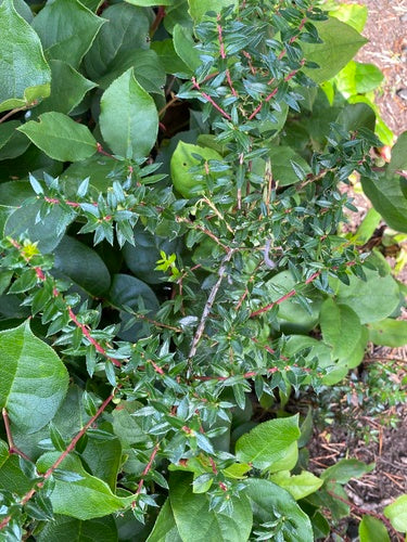 Turf mirte — foto 4 van 8