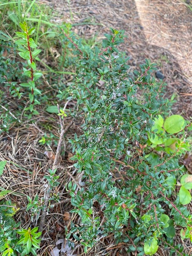 Turf mirte — foto 3 van 8