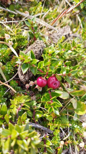Turf mirte — Bild 3