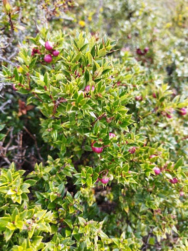 Turf mirte — Bild 1