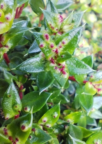 Turf mirte — Bild 5