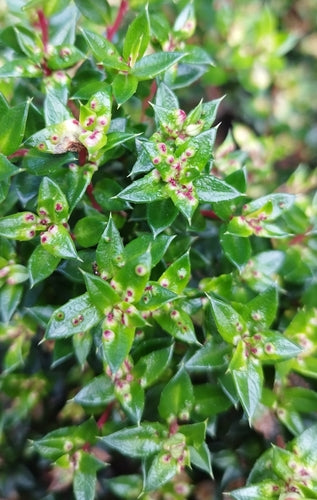 Turf mirte — Bild 4