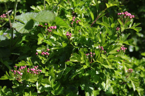 Bloedend hart — foto 5 van 9