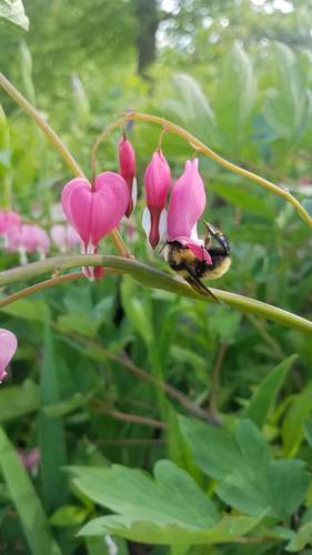Bloedend hart — Bild 3