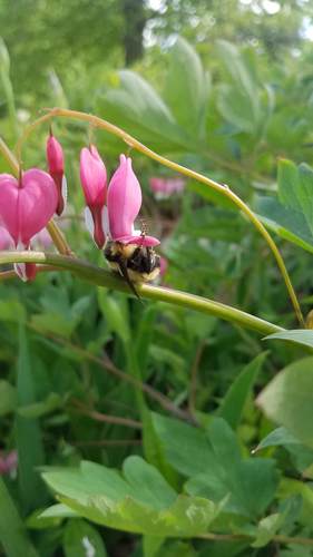Bloedend hart — Bild 5