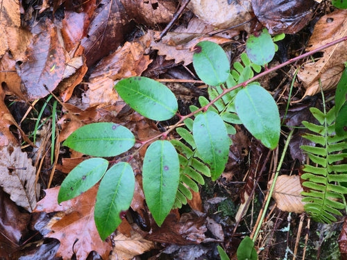 Druiven heide — Bild 1