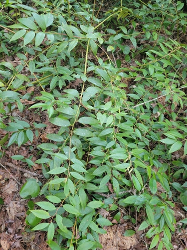 Druiven heide — Bild 3