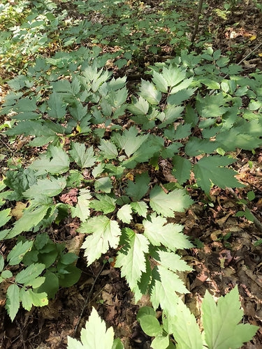 Zilverkaars — Bild 1