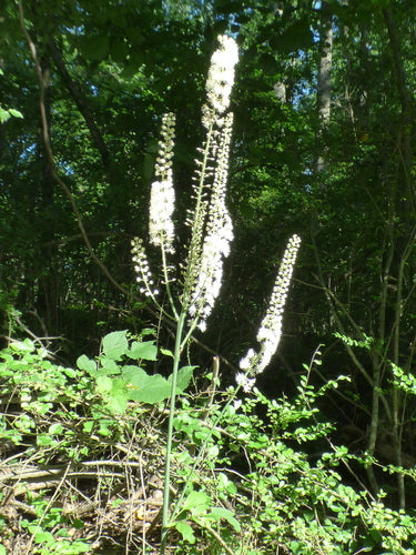 Zilverkaars — Bild 3
