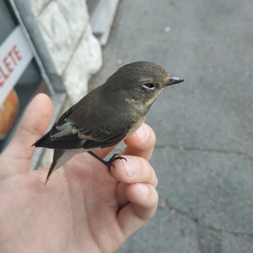 bonte vliegenvanger — foto 3 van 10