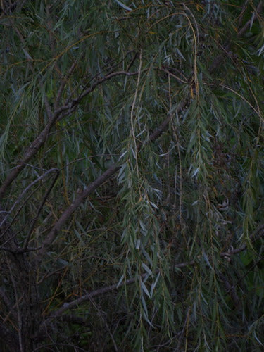Treurwilg — Bild 5