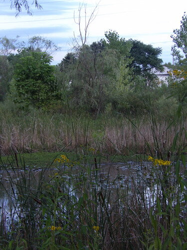 Treurwilg — Bild 3