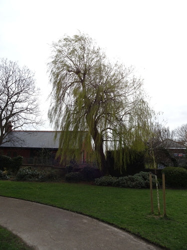 Treurwilg — Bild 2