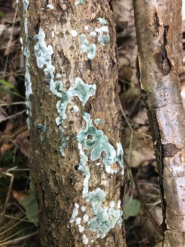 Trichoderma viride — Bild 2