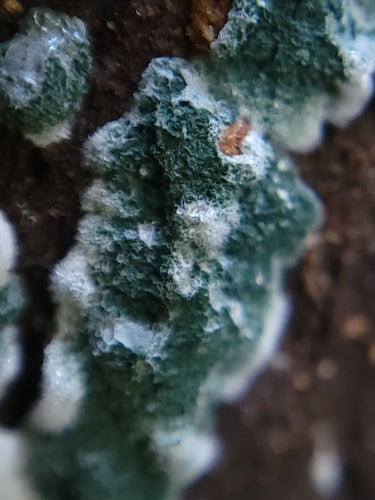 Trichoderma viride — Bild 4