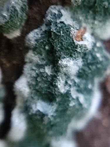 Trichoderma viride — Bild 3
