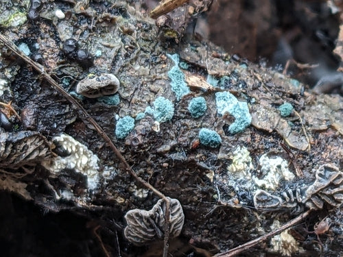 Trichoderma viride — Bild 1