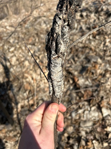 Trichothecium roseum — Bild 3