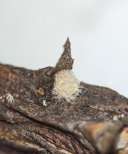 Trichothecium roseum — Bild 5