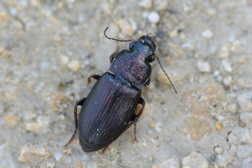 Trogidae — Bild 2