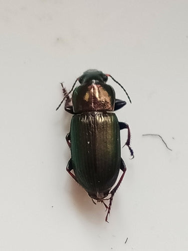 Trogidae — Bild 1