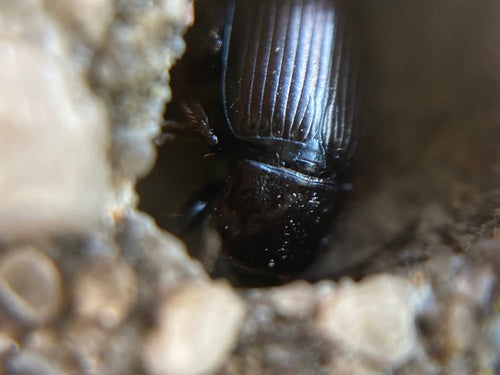 Trogidae — Bild 5