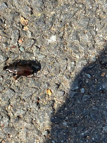 Trogidae — Bild 4