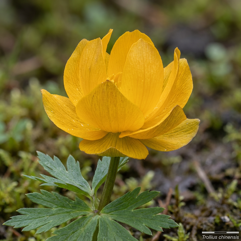 Globebloem
