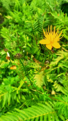 Globebloem — Bild 2