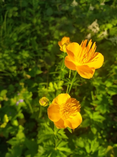 Globebloem — Bild 4