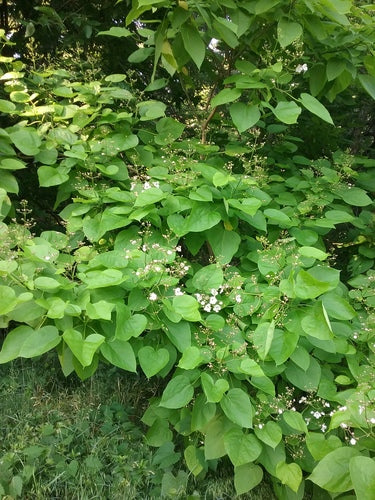 Trompet boom — Bild 4