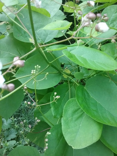 Trompet boom — Bild 3
