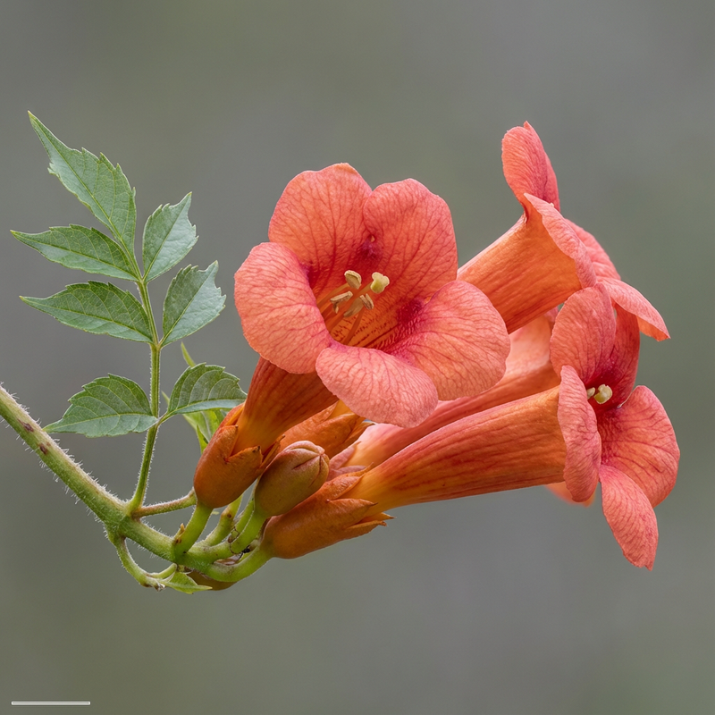 Trompet bloem