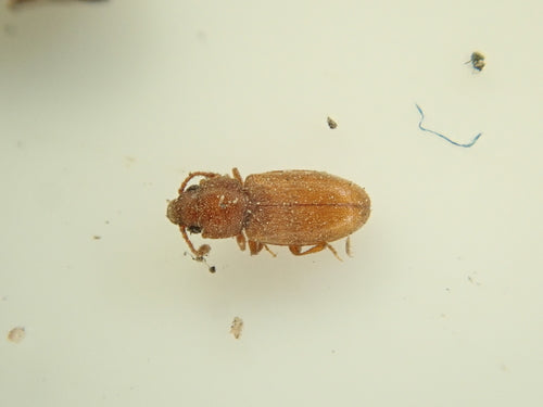 Tropische schimmelkever — Bild 3