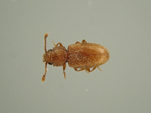 Tropische schimmelkever — Bild 2